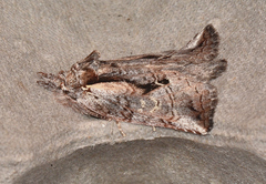 Gallaba eugraphes