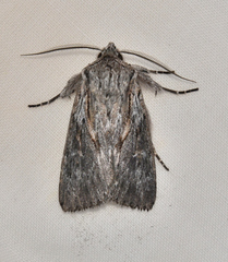 Dasygaster epipolia