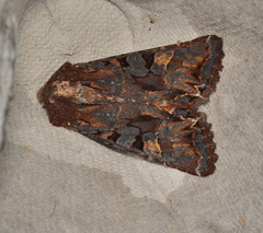 Neumichtis