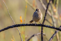 Emberiza capensis