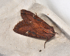 Neumichtis aplectoides