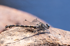 Ceratogomphus triceraticus