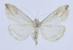 Evergestis forficalis