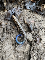 Plestiodon