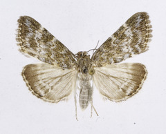 Evergestis sophialis