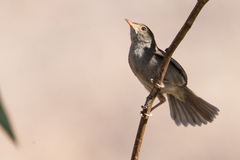 Cisticola fulvicapilla