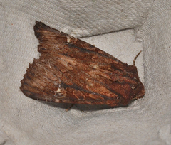 Neumichtis iorrhoa