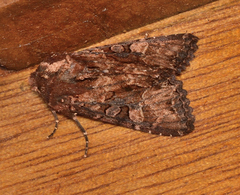 Neumichtis iorrhoa