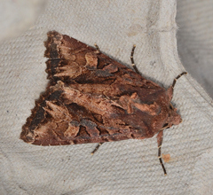 Neumichtis iorrhoa