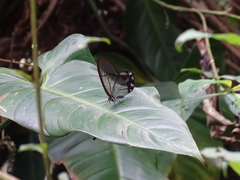Pseudohaetera hypaesia