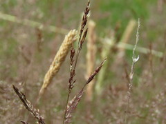 Agrostis capillaris