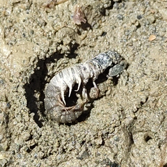 Archichauliodes diversus