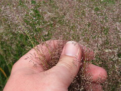 Agrostis capillaris