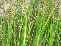 Agrostis capillaris