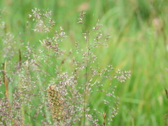 Agrostis capillaris
