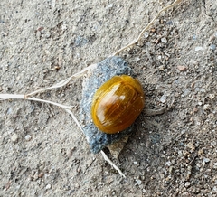 Dicranosterna semipunctata