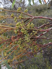 Eucalyptus buprestium