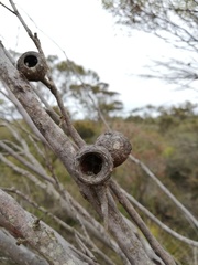 Eucalyptus buprestium