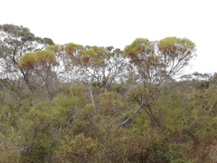 Eucalyptus buprestium