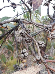 Eucalyptus adesmophloia