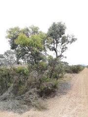 Eucalyptus adesmophloia