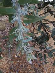 Eucalyptus pleurocarpa