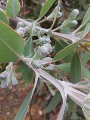 Eucalyptus pleurocarpa