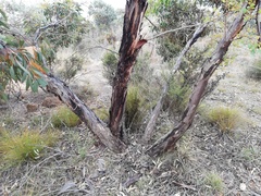 Eucalyptus adesmophloia