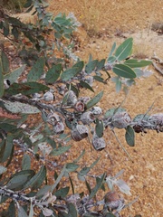 Eucalyptus pleurocarpa