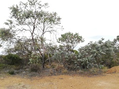 Eucalyptus pleurocarpa
