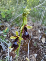 Ophrys insectifera