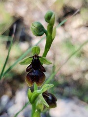 Ophrys insectifera