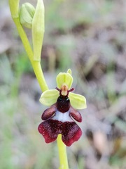 Ophrys insectifera