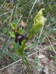 Ophrys insectifera
