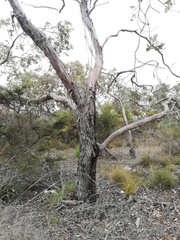 Eucalyptus pleurocarpa