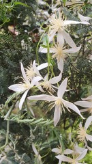Clematis aristata