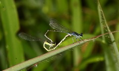 Agriocnemis splendidissima
