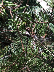 Telephlebia godeffroyi