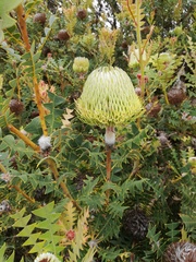 Banksia baxteri