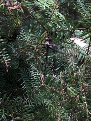 Telephlebia godeffroyi