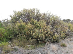 Banksia baxteri