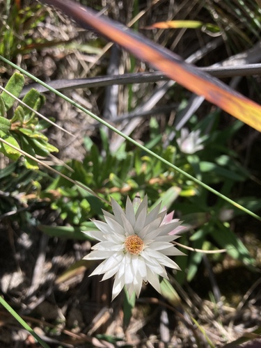 island everlasting (Xerochrysum papillosum)