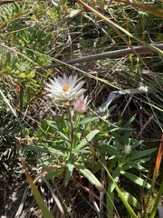 Xerochrysum papillosum