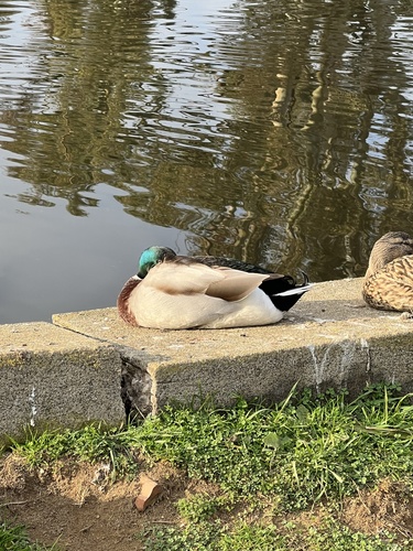 Canard colvert