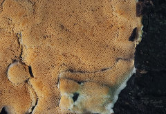 Steccherinum nitidum