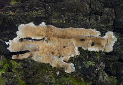 Steccherinum nitidum