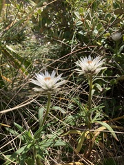 Xerochrysum papillosum