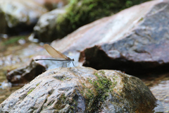 Archineura incarnata