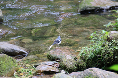 Enicurus schistaceus