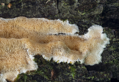 Steccherinum nitidum